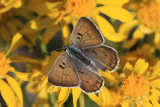 Blue Copper (lycaena heteronea) - female