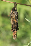 Psychidae sp - bagworm moth
