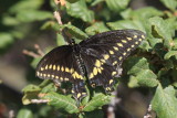 Black Swallowtail (Papilio polyxenes asterius)