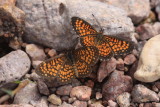 Arizona Checkerspot (Texola perse)
