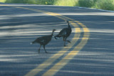 Goulds Turkey (Meleagris gallopavo mexicana)