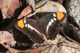 Arizona Sister (Adelphia eulalia)