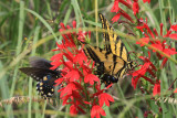Pipevine Swallowtail (Battus philenor)  Two-tailed Swallowtail (Papilio multicaudata)