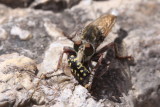 Robber Fly and prey
