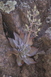 Graptopetalum bartramii - scroll down