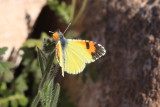 Pima Orangetip (Anthocharis cethura pima)