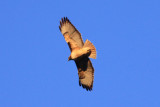 Red-tailed Hawk (Buteo jamaicensis)