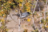 Black-tailed Gnatcatcher (Polioptila melanura) - SCROLL DOWN