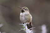 Annas Hummingbird (Calypte anna) - female