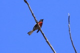 Painted Redstart (Myioborus pictus)