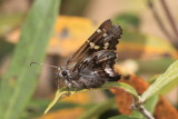 Short-tailed Skipper (Zestusa dorus)
