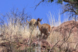 Couse Whitetail Deer