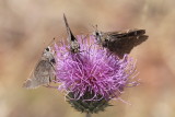 Vierecks Skipper (Atrytonopsis vierecki)