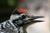 Ladder-back Woodpecker (Picoides scalaris)