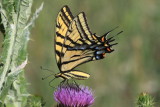 Two-tailed Swallowtail (Papilio multicaudata)  