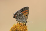 Tailed Copper (Lycaena arota schellbachi)