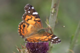 American Lady (Vanessa virginiensis)