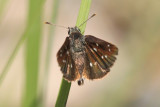 Many-Spotted Skipperling (Piruna aea)