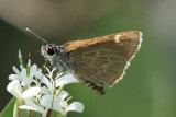 Slaty Roadside-Skipper (Amblyscirtes nereus)