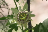 Passion Flower (Passiflora foetida) - Host plant for Gulf Fritillary