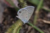 Ceraunus Blue (Hemiargus ceraunus) 