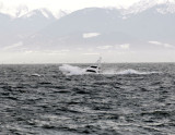 Southeaster
