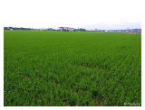 綠油油的稻田