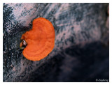 Fungus growing from the bench