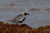 Golden Plover. Heilo