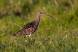 Eurasian Curlew. Storspov