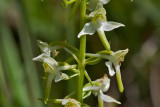 Nattfiol. Platanthera bifolia