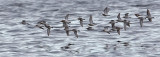 Dunlin. Myrsnipe