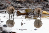 Dunlin. Myrsnipe