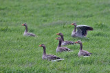 The Greylag Goose. Grgs