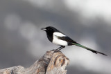 Common Magpie, Skjre