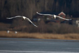 Whooper Swan. Sangsvane