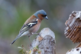 Chaffinch. Bokfink