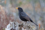 Common Blackbird. Svarttrost