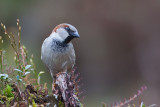 Sparrow, Male. Spurv