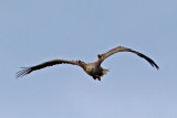 White-tailed Eagle, Havrn