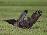 Common Buzzard. Musvk