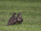 Common Buzzard. Musvk