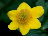 Marsh Marigold