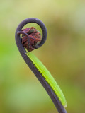 Royal Fern Frond with Caterpillar