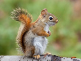 Red Squirrel