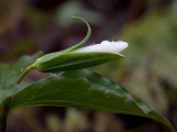 White Trillium