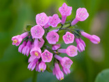 Virginia Bluebells
