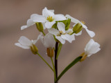 Lyre-leaved Rock Cress