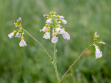 Cuckoo Flower with Raindrops