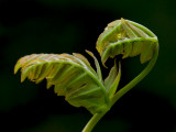 Royal Fern Unfolding